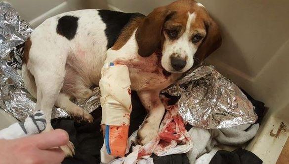 Animal Welfare Agencies Offer Reward in Case of Dogs Thrown From Car