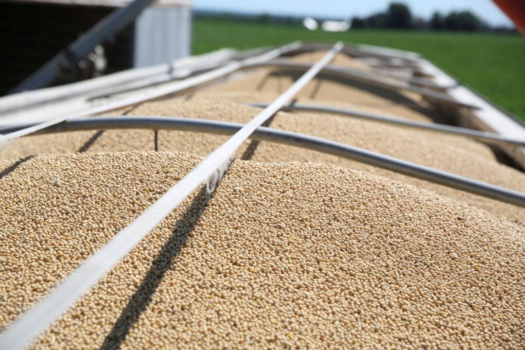 China Makes Second Purchase of US Soybeans Since Trade-War Truce, USDA Confirms
