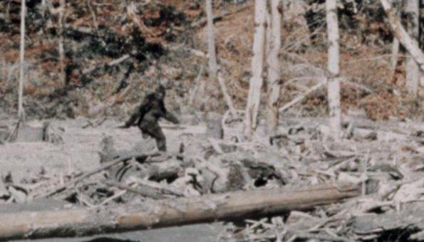 Sheriff Investigates Reports of Hunter Shooting at Man He Thought Was Bigfoot