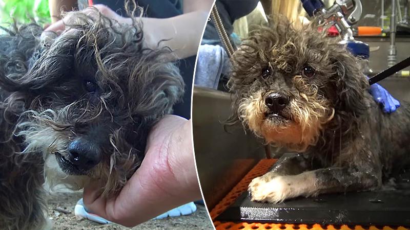 When kids found this dog, they thought he was dead, then they called for Hope