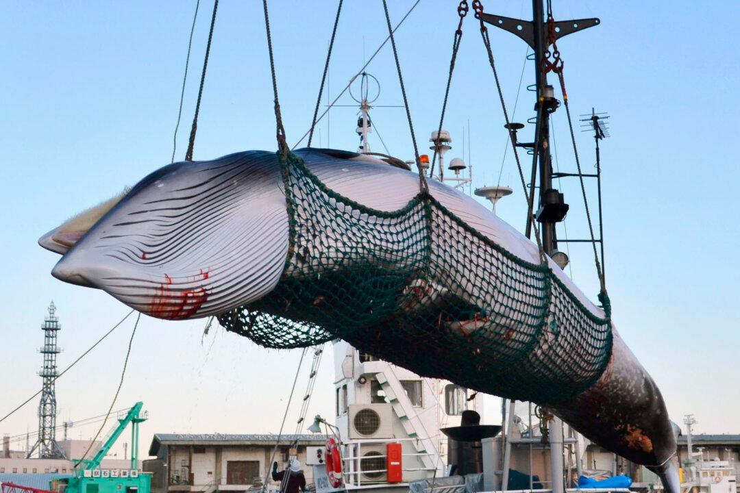 Japan Whalers Discuss Plan to Resume Commercial Hunt on July 1
