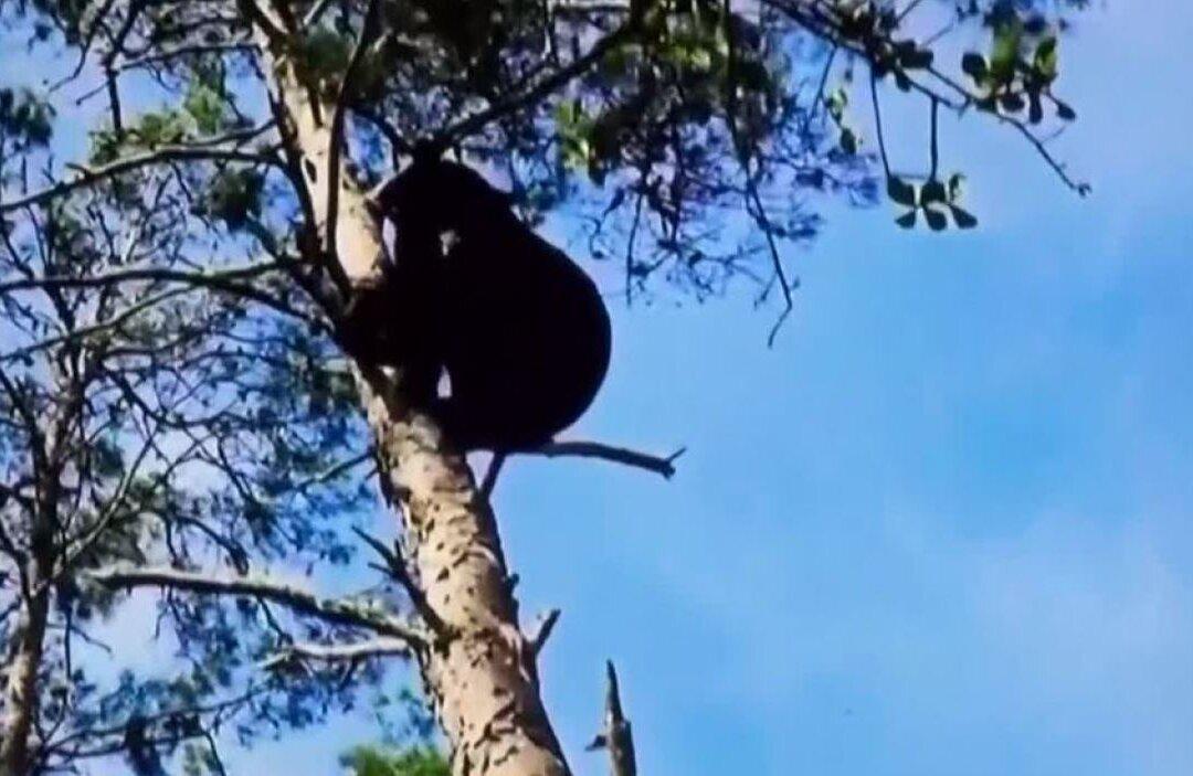 Florida Black Bear Shooting Report Raises Questions