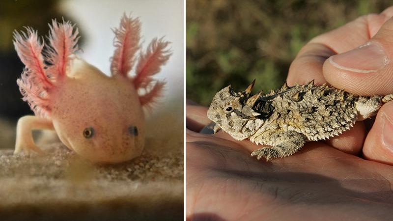 21 amazing animals with miraculous abilities stranger than fiction