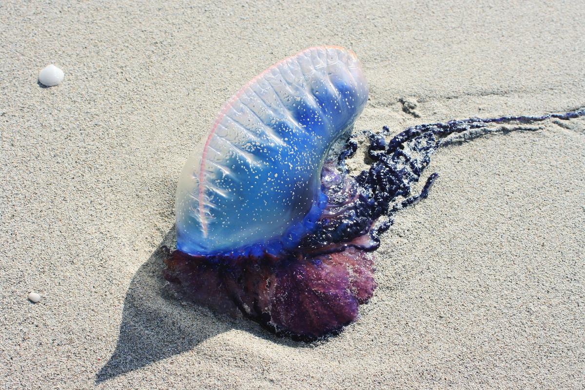 Mysterious Sea Creatures Washed Ashore in 2018