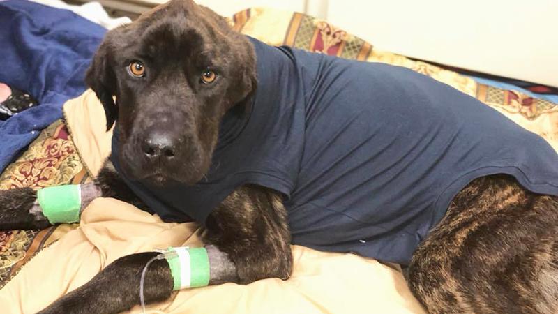 Rescuers think dog starved for a month won’t survive, but he makes a miraculous comeback