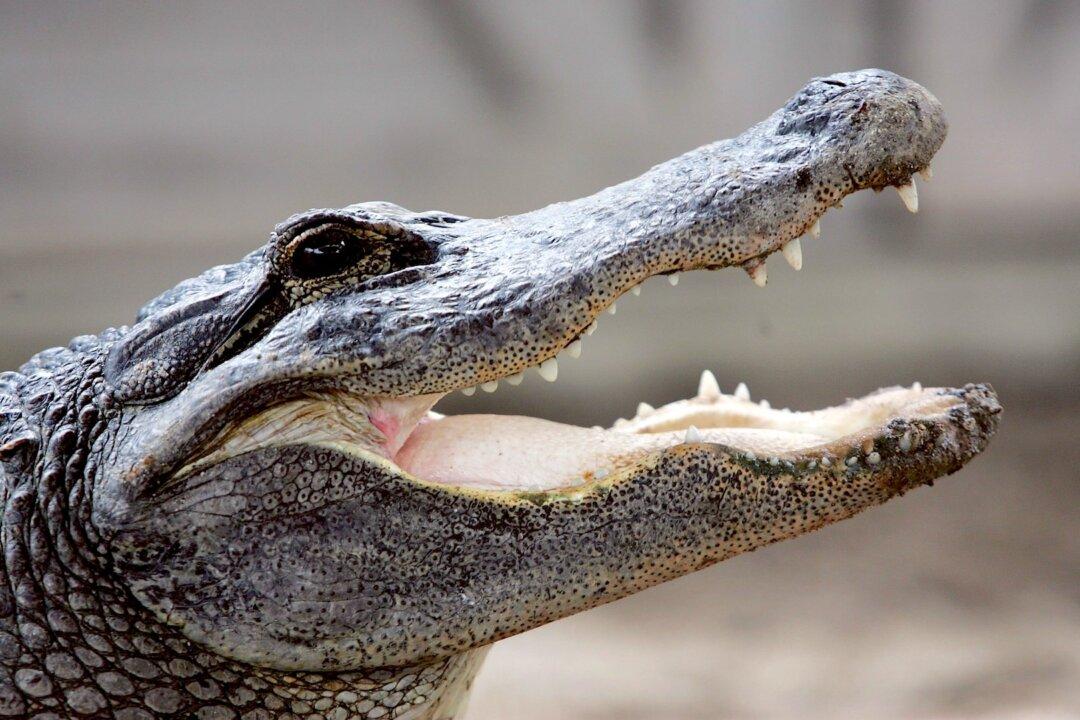 Judge Rules Against California’s Ban on Crocodile, Alligator Products