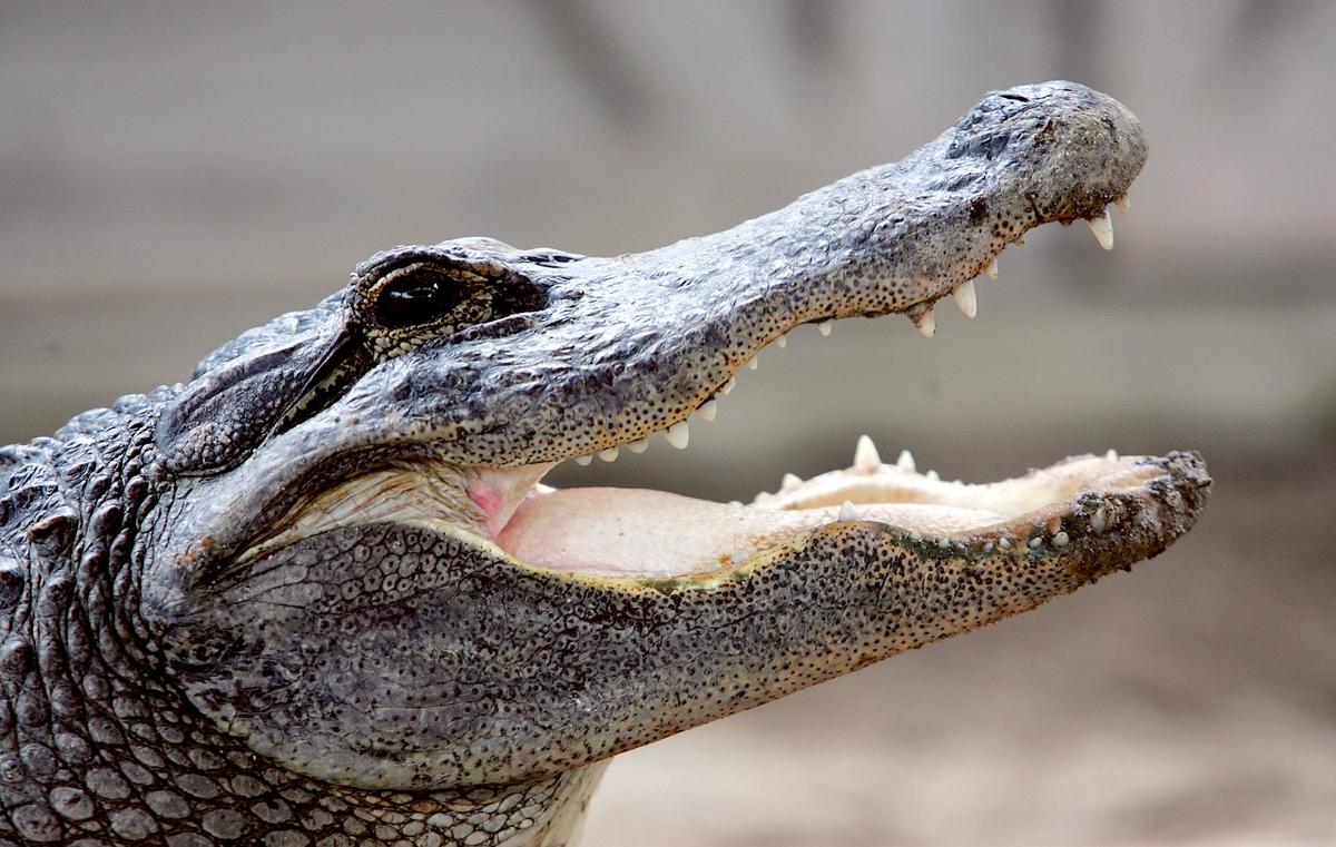 Judge Rules Against California’s Ban on Crocodile, Alligator Products
