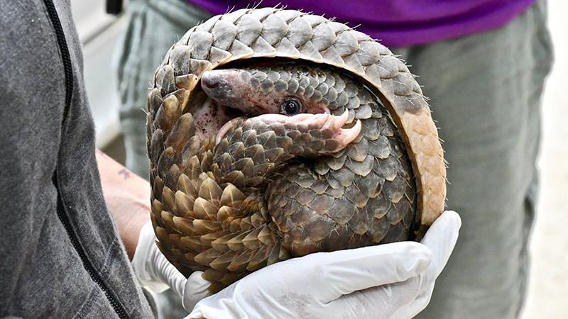 Plantation farmer finds scaly pangolin hiding in truck cupholder and makes a choice