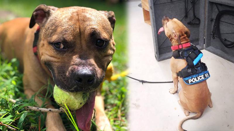 Pit bull saved from dog fighting ring to join Virginia Police Department