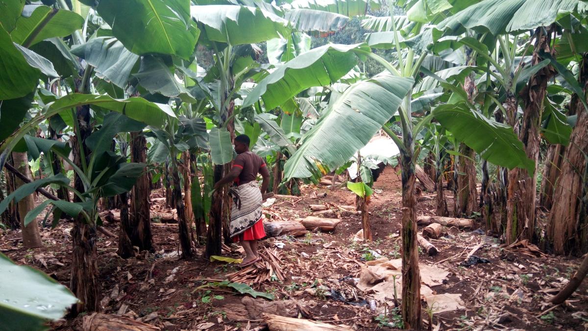 Breaking New Ground in Small-Scale Farming in Uganda