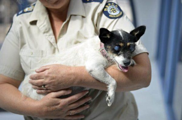 Photo courtesy of <a href="https://www.rspcasa.org.au/sugar-lolly-rescue/">RSPCA South Australia</a>