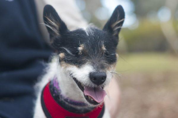 Photo courtesy of <a href="https://www.rspcasa.org.au/sugar-lolly-rescue/">RSPCA South Australia</a>