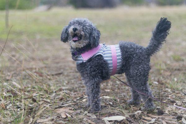 Photo courtesy of <a href="https://www.rspcasa.org.au/sugar-lolly-rescue/">RSPCA South Australia</a>