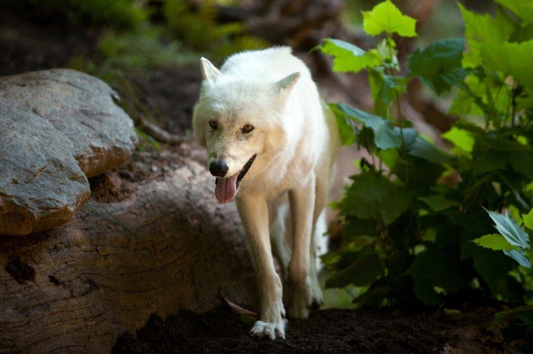6 Yellowstone Park Wolves Killed by Humans, According to Report