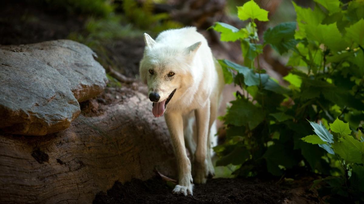 6 Yellowstone Park Wolves Killed by Humans, According to Report