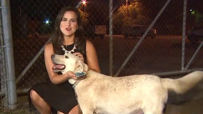Pregnant Dog Chained Outside Animal Shelter Gives Rescuers a Big Surprise During Labor
