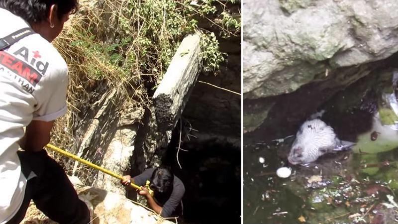 Man lowers into a deep village well to save exhausted baby goat in the nick of time