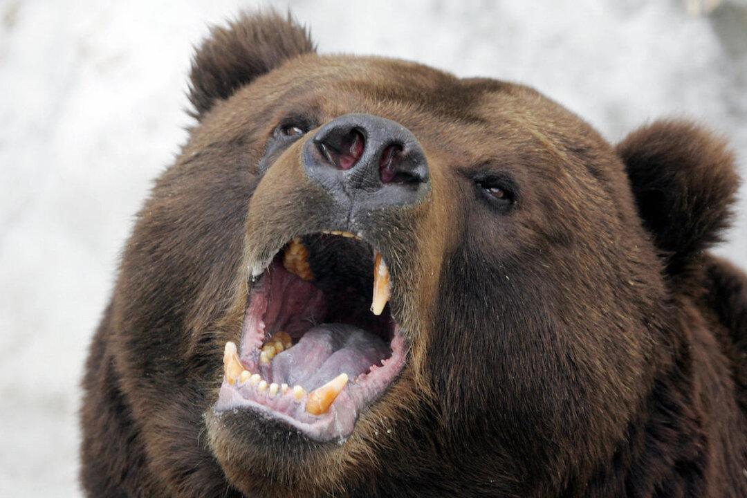 Russian Hunter Killed and Eaten to the Bone by Pet Bear He Raised as a Cub