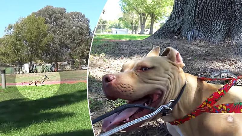 Challenging LA Dog Rescue Fraught With Coyote and Pit Bull Near Heat Exhaustion