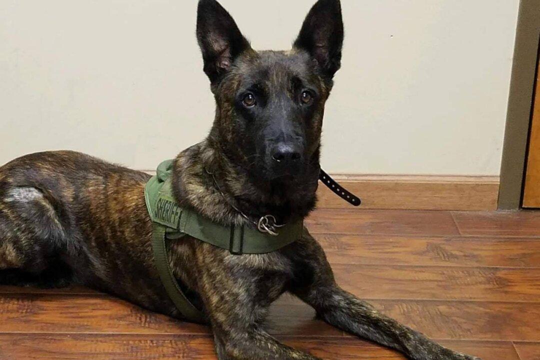 Missing Georgia K9 Found Injured but Alive
