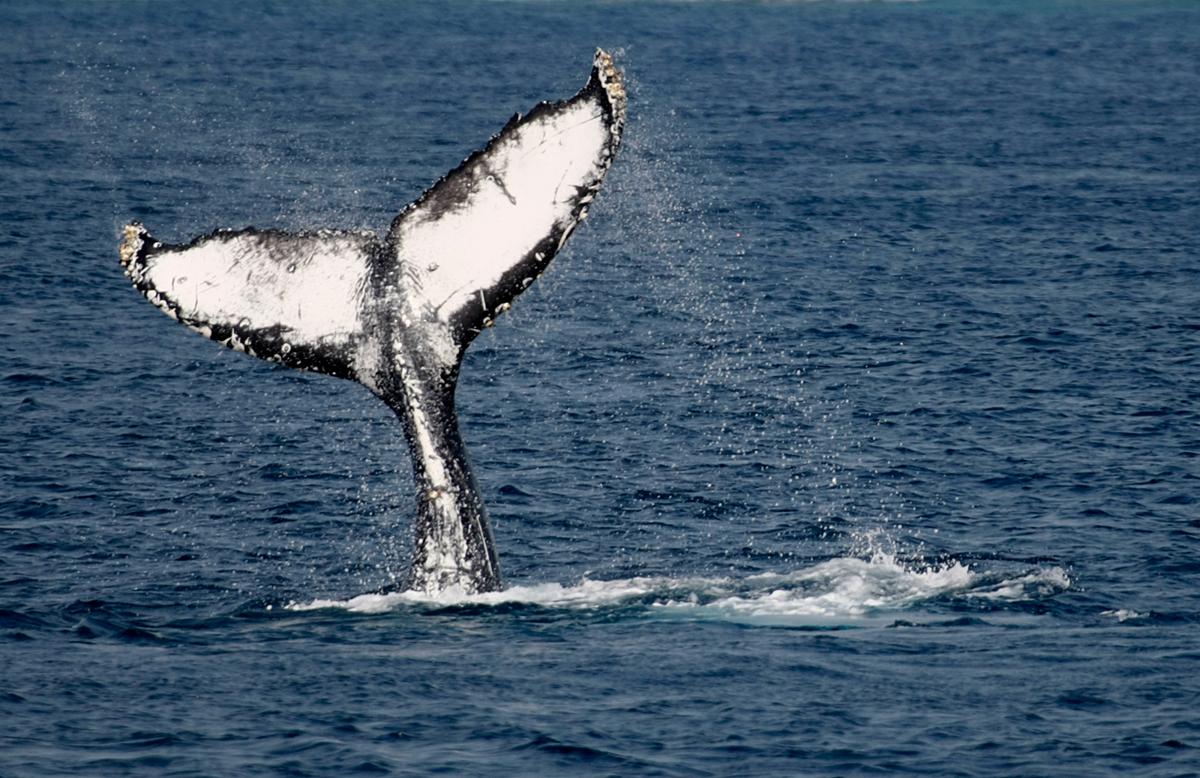 Photos Shows Moment Humpback Whale Breaches Near Fishing Boat