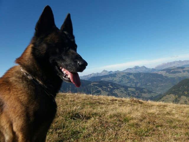 Dog Rescues Boy, 12, Buried by French Alps Avalanche for an Hour