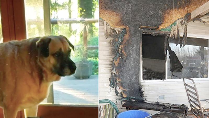 Two months after a tragic house fire, dog finds missing ‘family member’ under the floorboards