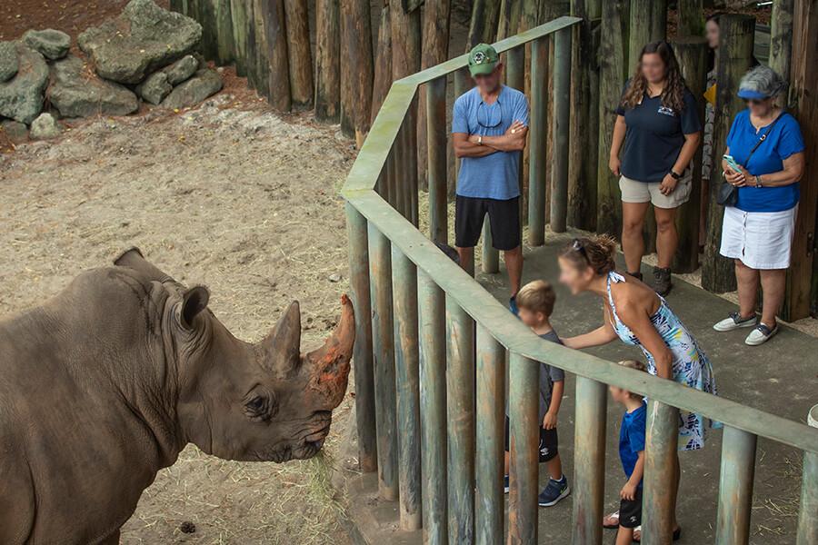 Florida Zoo to Buff Security at Rhino Exhibit After Incident Involving Toddler
