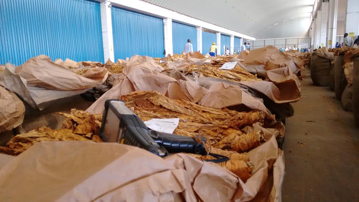 Zimbabwe’s Booming Tobacco-Farming Sector Tainted by Use of Child Labor