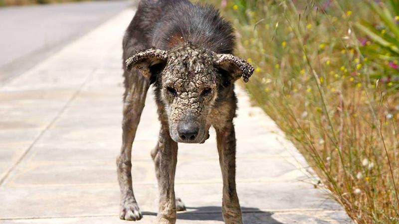Stray Dog Turning to Stone on the Streets Gets Saved From Certain Doom by Kind Woman