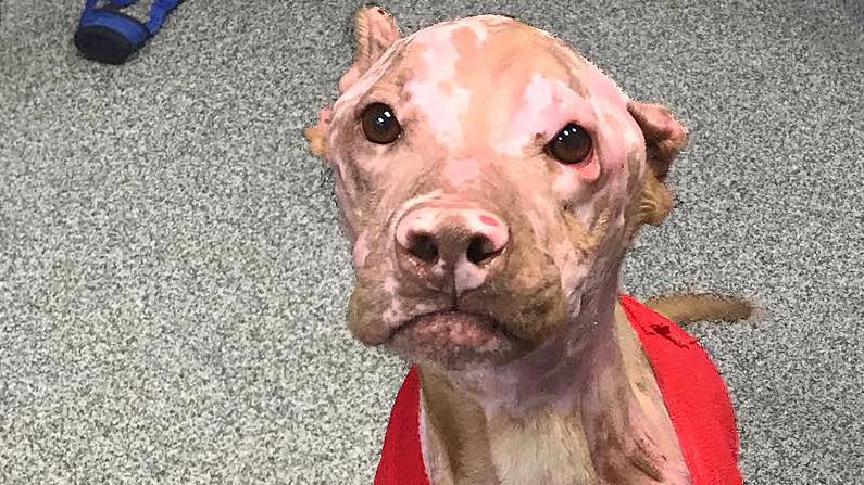 $10,000 Reward for Information Leading to Arrest of Dog Attacker in Indiana