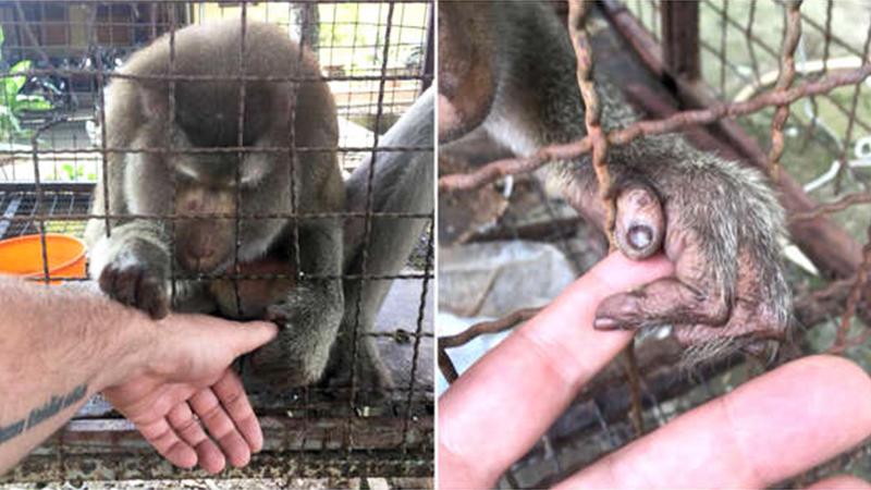 Lonely Macaque Grasps Rescuer’s Hand, Neglected for 7 Years in a Tiny Cage