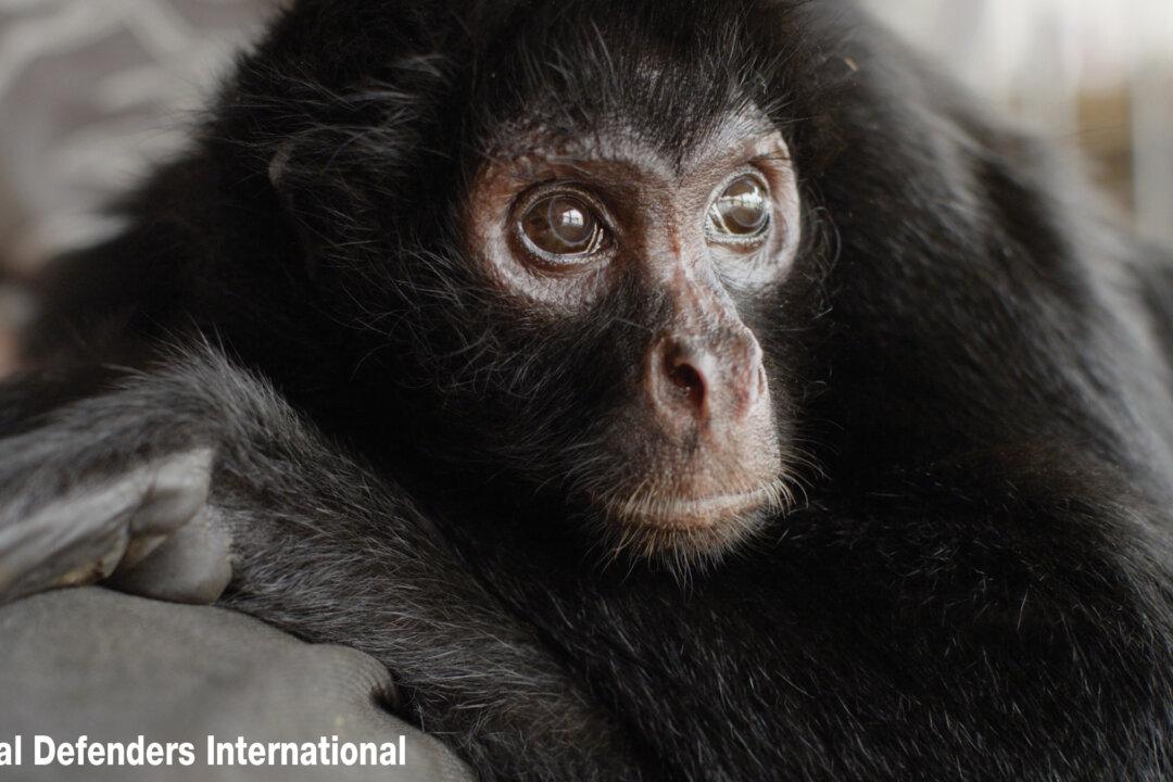 Circus Monkey was Chained Up for Eight Years, Now He Knows Friendship and Freedom