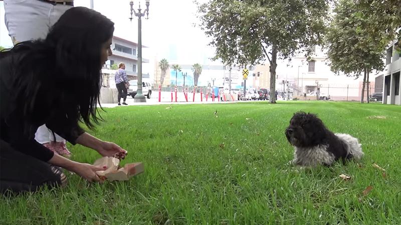 Dog Rescuers Forced To Sneak Up on Nervous Dog in Order To Save Him