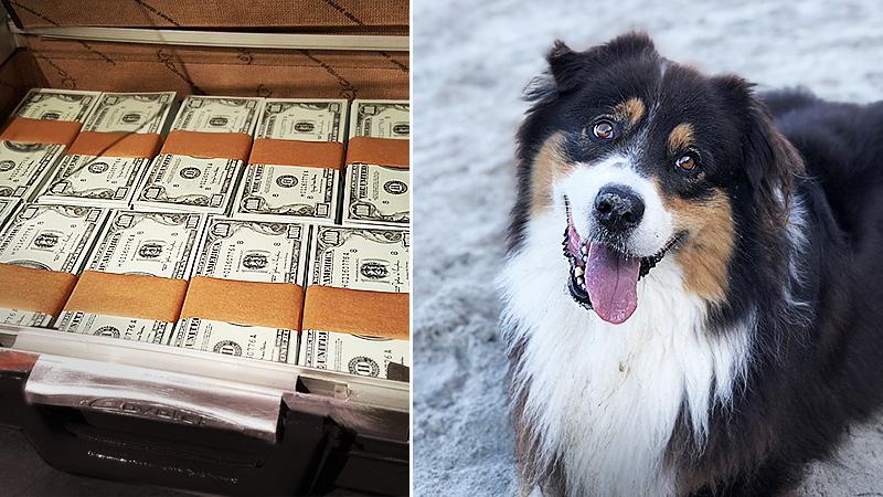 Video of Man Offering Homeless Person $50,000 for His Dog Teaches Us About Friendship