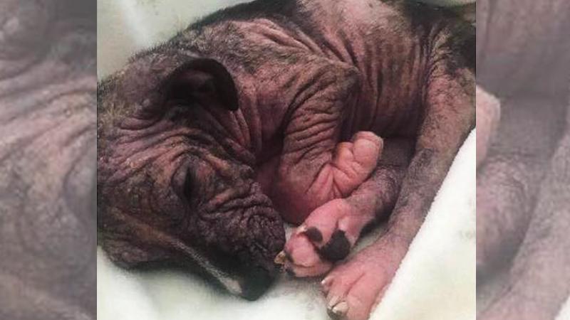 Puppy on Deathbed Gets Saved, Undergoes Incredible Transformation