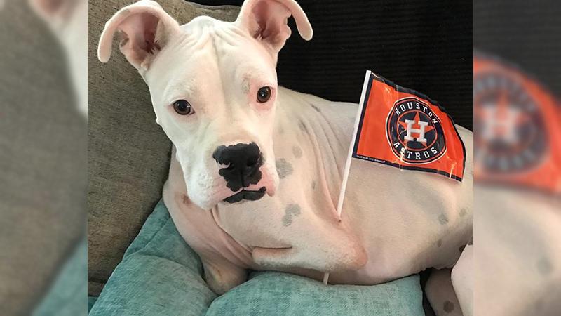 Dog With No Front Legs Beats All Odds When Others Would ‘Never Have a Chance’