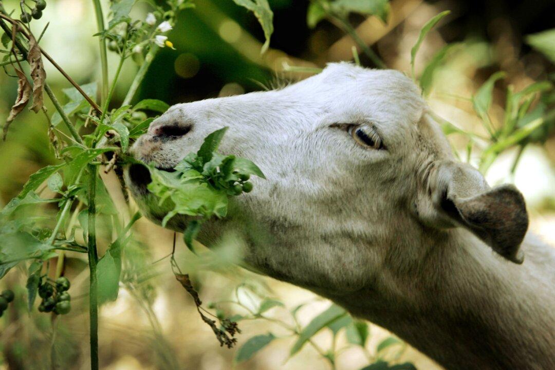 California Town Launches ‘Goat Fund Me’ to Prevent Wildfires