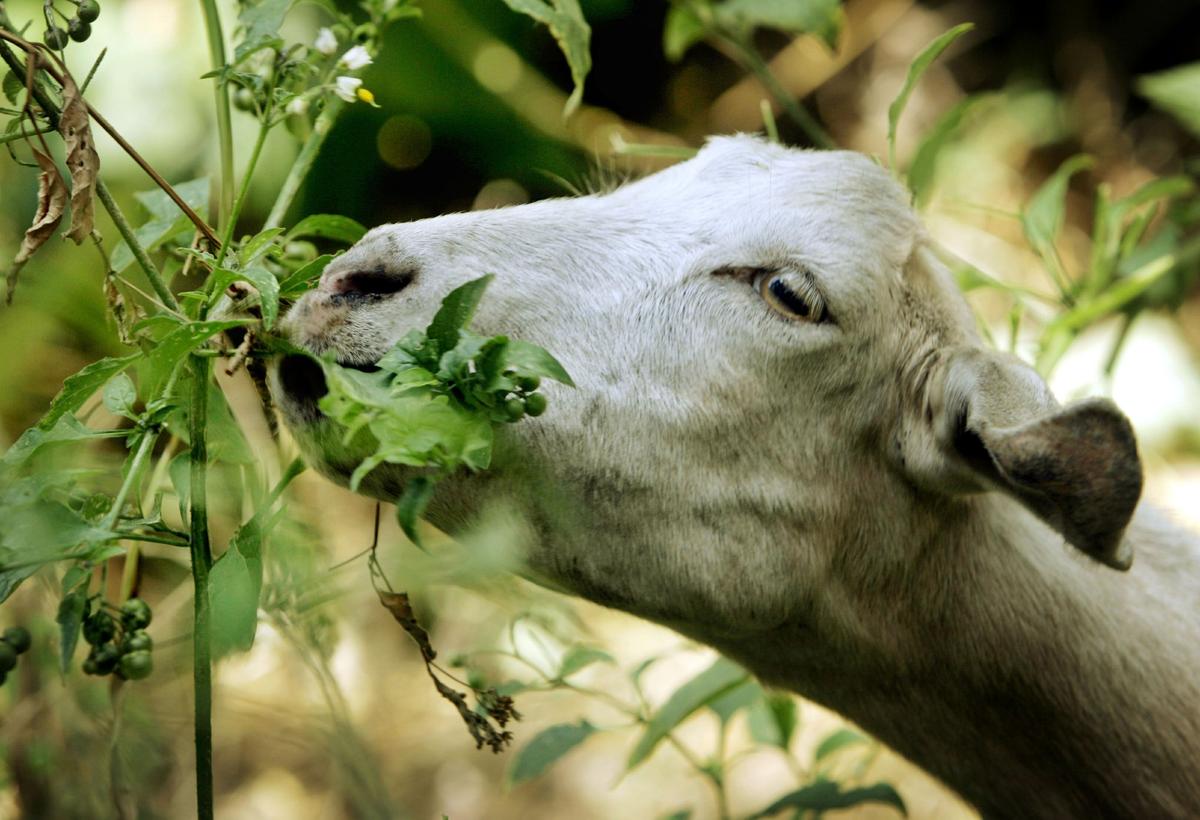 California Town Launches ‘Goat Fund Me’ to Prevent Wildfires
