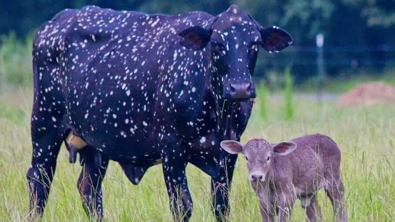 Mama Cow Gains Attention for Her Truly Unique ‘Outer Space’ Looks