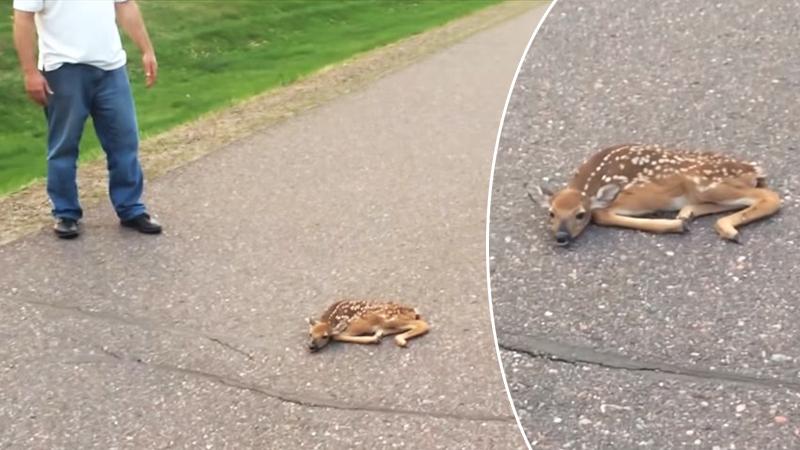 Man Rescues Fawn Mysteriously Lying On The Road While Its Mother Looks On