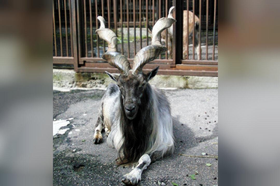 American Trophy Hunter Pays $100,000 to Shoot Endangered Markhor—Pakistan’s National Animal