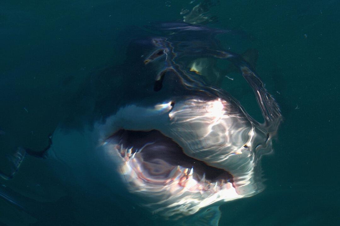 Divers Swim With Record 20-Foot-Long Great White Shark Called ‘Deep Blue’