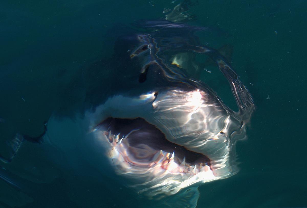 Divers Swim With Record 20-Foot-Long Great White Shark Called ‘Deep Blue’