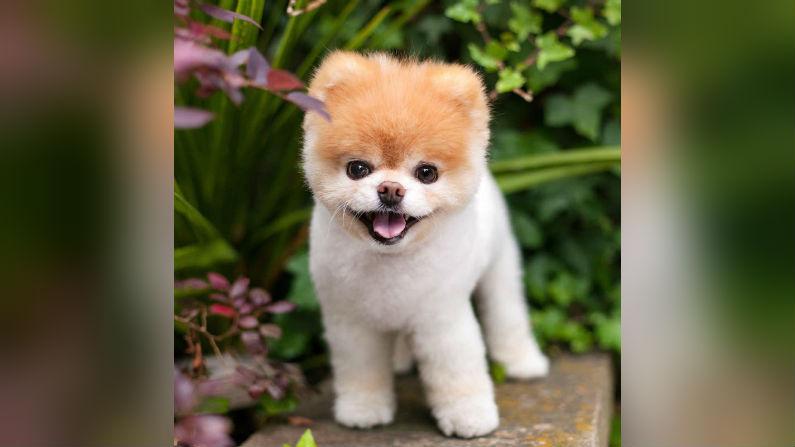 ‘World’s Cutest Dog’ Boo Dies Aged 12 From Broken Heart