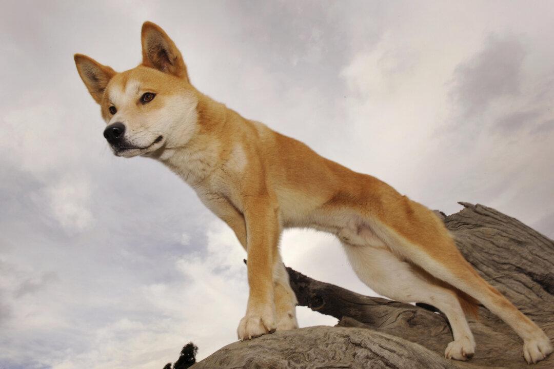 6-Year-Old Boy Airlifted to Hospital After Dingo Attack on Sunshine Coast