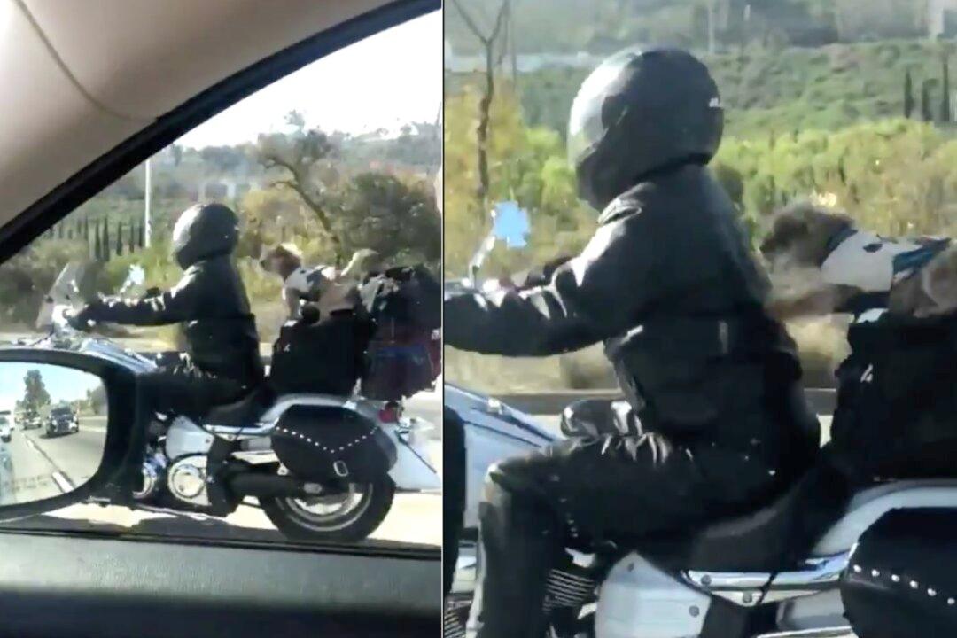 Biker Dog’s Daring Act Leaves People on Freeway Asking for More!