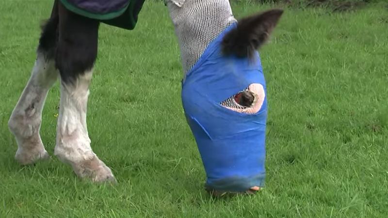 Horse Burned in Acid Attack Receives First-of-Its-Kind Fish Skin Treatment