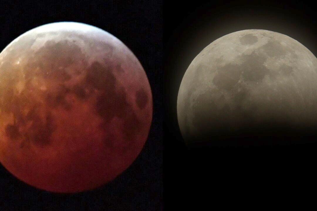 Florida Officer Hits Two Pedestrians Lying on Road Watching Lunar Eclipse: Reports