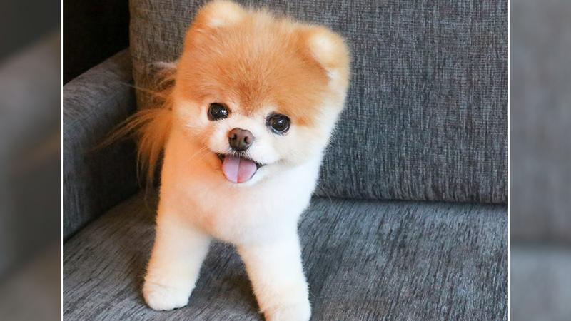 The World’s Cutest Pomeranian Dog Dies of a ‘Broken Heart’